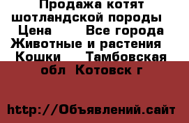 Продажа котят шотландской породы › Цена ­ - - Все города Животные и растения » Кошки   . Тамбовская обл.,Котовск г.